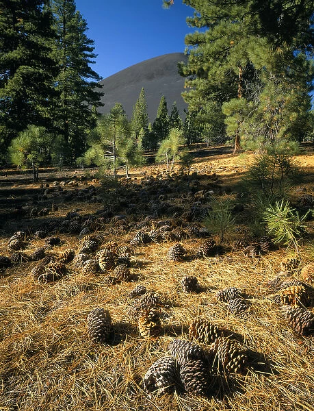 LASSEN VOLCANIC NATIONAL PARK, CALIFORNIA. USA. Cinder Cone & Jeffrey pine cones