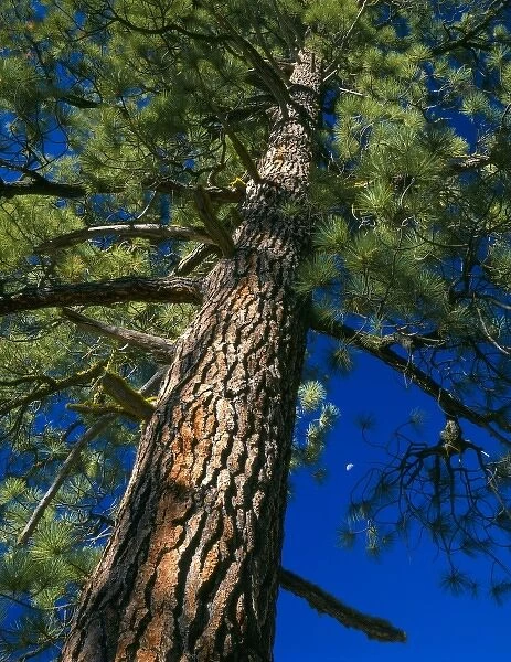 LASSEN VOLCANIC NATIONAL PARK, CALIFORNIA. USA. Old-growth Jeffrey pine (Pinus jeffreyi) & moon