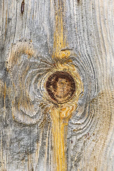 Latah, Washington State, USA. Knot in weathered wood on an old barn