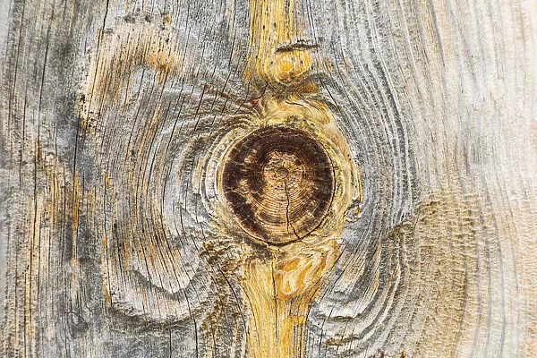 Latah, Washington State, USA. Knot in weathered wood on an old barn