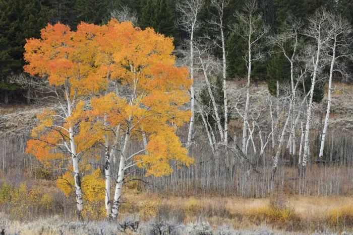 Framed Print : Late Autumn Aspens Framed Print : Late Autumn Aspens