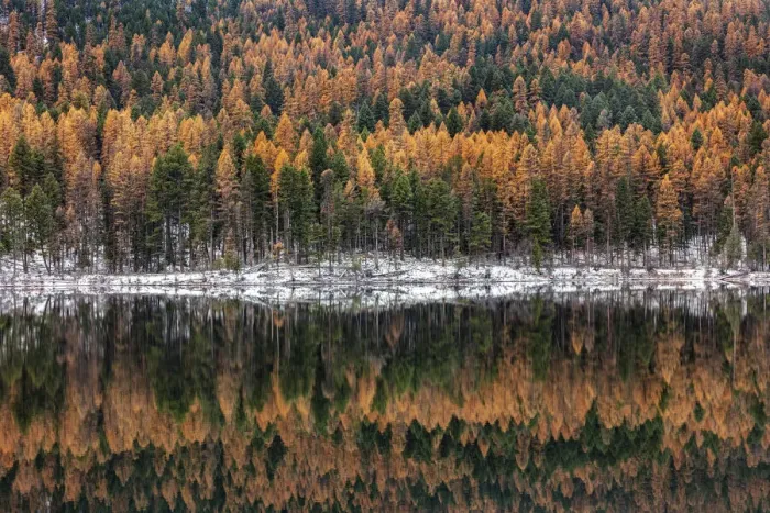 Framed Print : Late autumn larch reflects into Salmon Lake in the Lolo National Forest, Montana, USA Framed Print : Late autumn larch reflects into Salmon Lake in the Lolo National Forest, Montana, USA