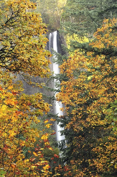 Latourell Falls in Autumn, Columbia Gorge, Oregon, USA
