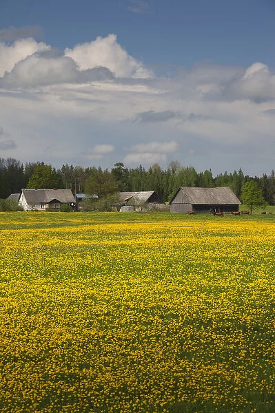 Latvia, Northeastern Latvia, Vidzeme Region, Smiltene, field of yellow mustard flowers