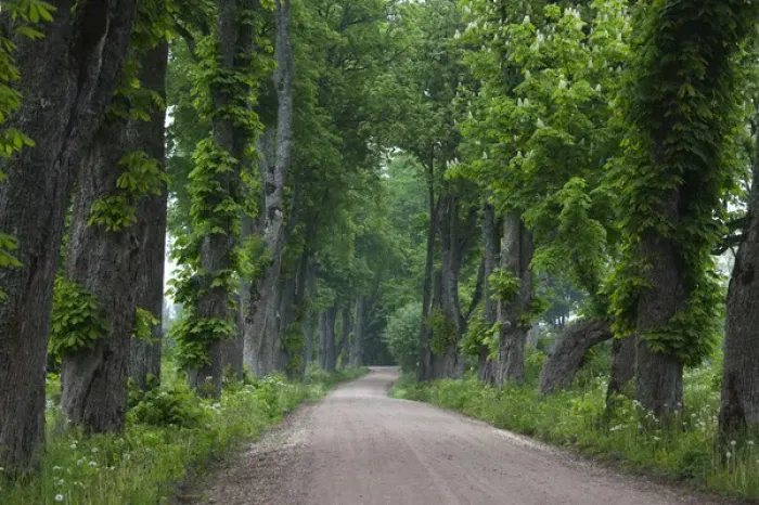 Framed Print : Latvia, Western Latvia, Kurzeme Region, Sabile, country road