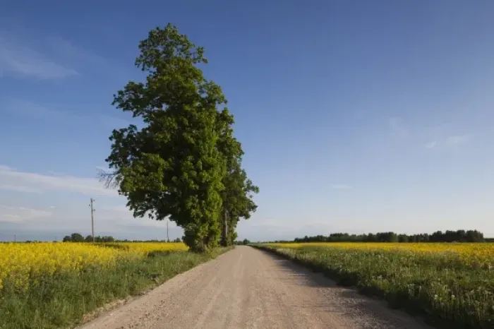 Framed Print : Latvia, Western Latvia, Kurzeme Region, Tukums, country road with mustard flowrs