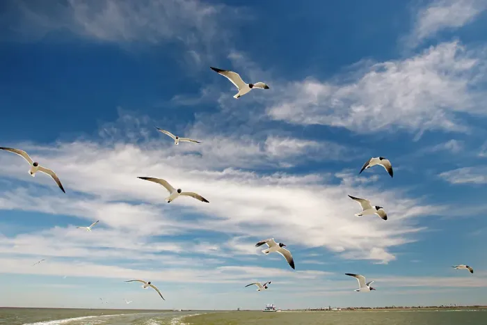 Framed Print : Laughing gull following the Bolivar Ferry, Galveston Island, Texas