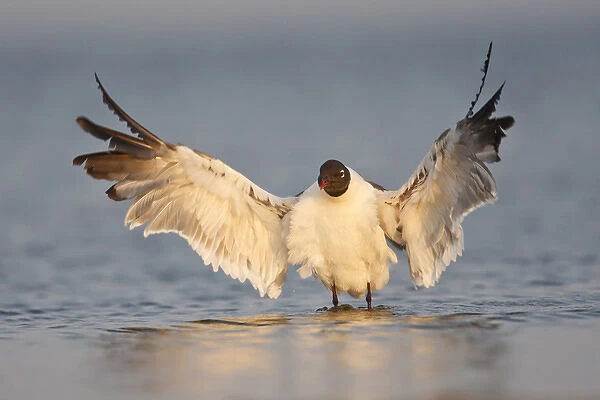 Laughing Gull (Larus atricilla) bathing in Laguna Madre, Texas