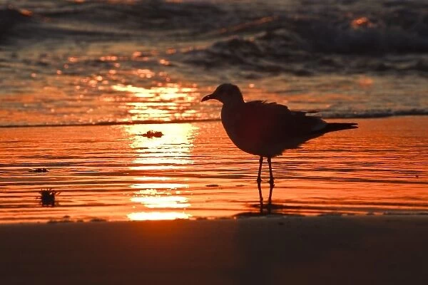 Laughing Gull (Larus atricilla) silhouetted against the sunrise on South Padre Island