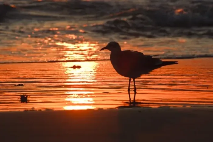 Framed Print : Laughing Gull (Larus atricilla) silhouetted against the sunrise on South Padre Island Framed Print : Laughing Gull (Larus atricilla) silhouetted against the sunrise on South Padre Island