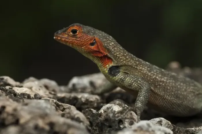 Framed Print : Lava Lizard female (Microlophus albemarlensis) Puerto Ayora, Santa Cruz Island