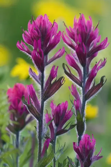 Framed Print : Lavendar Paintbrush Framed Print : Lavendar Paintbrush