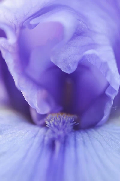 Lavender bearded iris