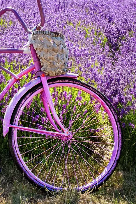Framed Print : Lavender and bicycle, Sequim, Washington State Framed Print : Lavender and bicycle, Sequim, Washington State