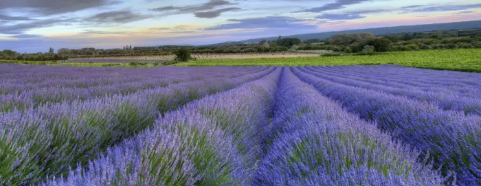 Framed Print : Lavender bloom near Sault in the south of France panoramic