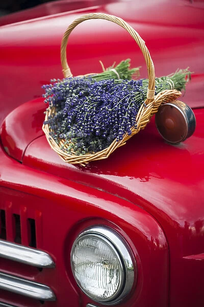 Lavender bunches rest on an old farm pickup truck