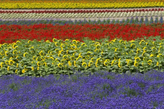 Framed Print : Lavender farm, Furano, Hokkaido Prefecture, Japan