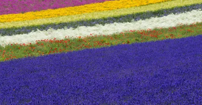 Framed Print : Lavender farm, Furano, Hokkaido Prefecture, Japan