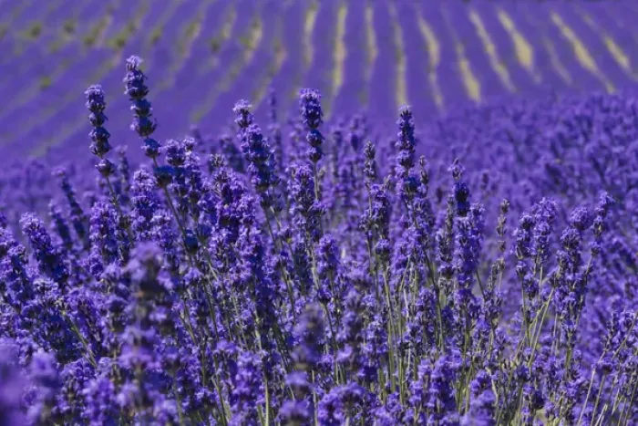 Framed Print : Lavender farm, Furano, Hokkaido Prefecture, Japan