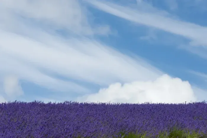 Framed Print : Lavender farm, Furano, Hokkaido Prefecture, Japan