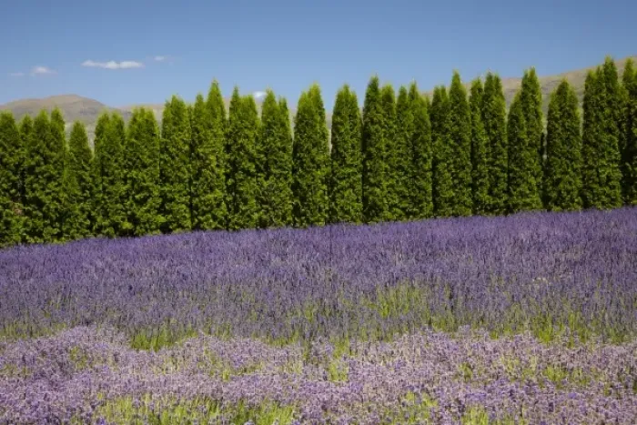 Framed Print : Lavender Farm, near Cromwell, Central Otago, South Island, New Zealand