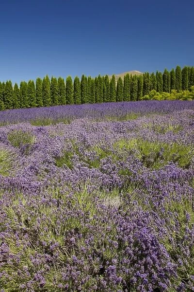 Lavender Farm, near Cromwell, Central Otago, South Island, New Zealand