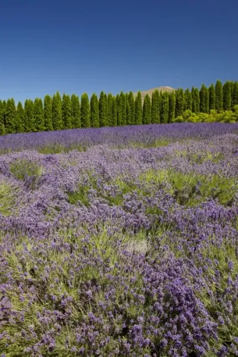 Framed Print : Lavender Farm, near Cromwell, Central Otago, South Island, New Zealand Framed Print : Lavender Farm, near Cromwell, Central Otago, South Island, New Zealand