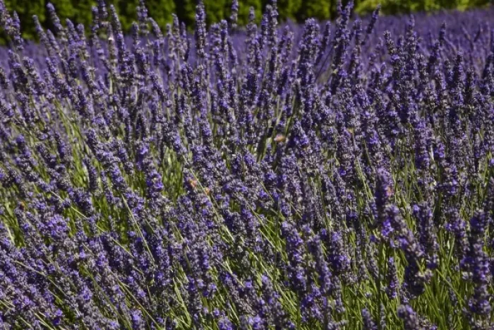 Framed Print : Lavender Farm, near Cromwell, Central Otago, South Island, New Zealand