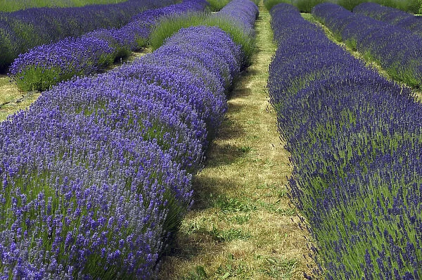 Lavender Farm, Sequim, Washington