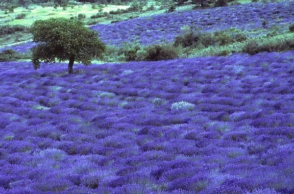 Lavender field, almond tree, High Provance, France