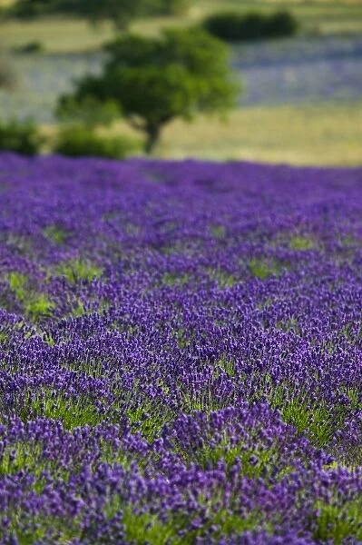 Lavender field in the Drome, Provence, France