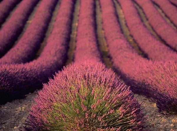 Lavender field in High Provence, France