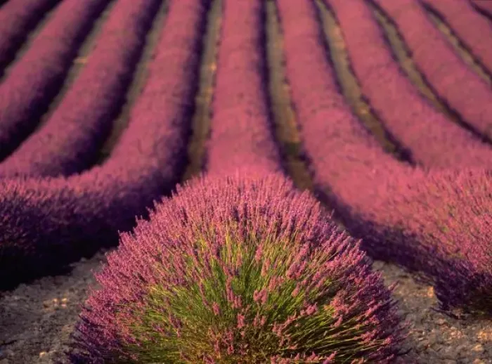Framed Print : Lavender field in High Provence, France Framed Print : Lavender field in High Provence, France