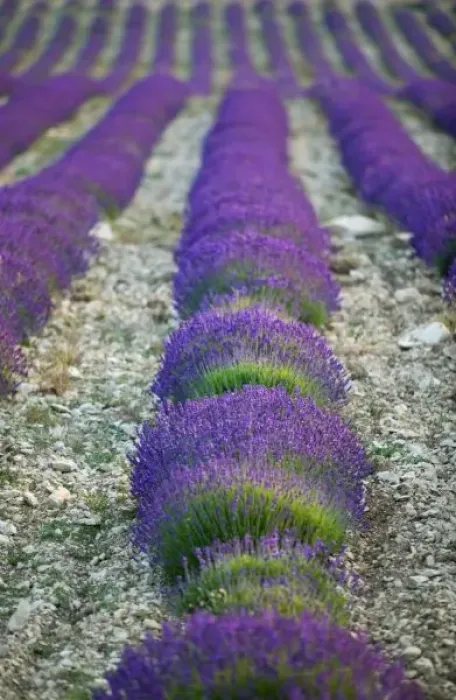 Framed Print : Lavender field, Provence, France Framed Print : Lavender field, Provence, France