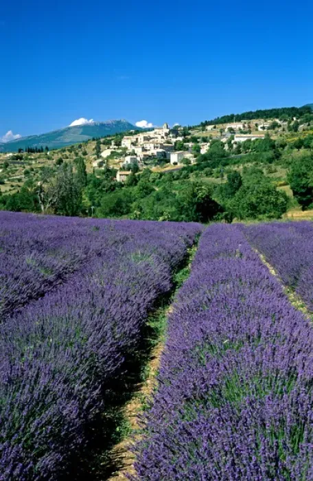 Framed Print : Lavender field, village of Aurel, Vaucluse, Provence, France Framed Print : Lavender field, village of Aurel, Vaucluse, Provence, France