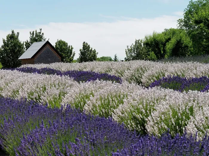 Framed Print : Lavender fields near the town of Zillah Framed Print : Lavender fields near the town of Zillah
