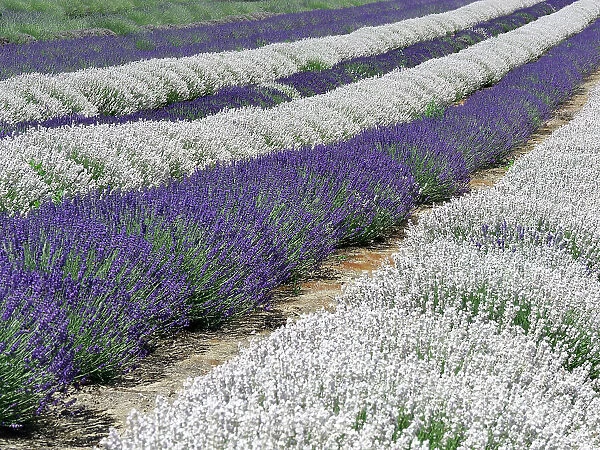 Lavender fields near the town of Zillah