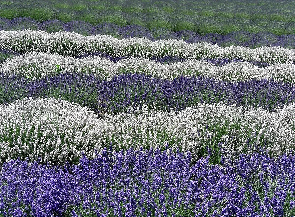 Lavender fields near the town of Zillah