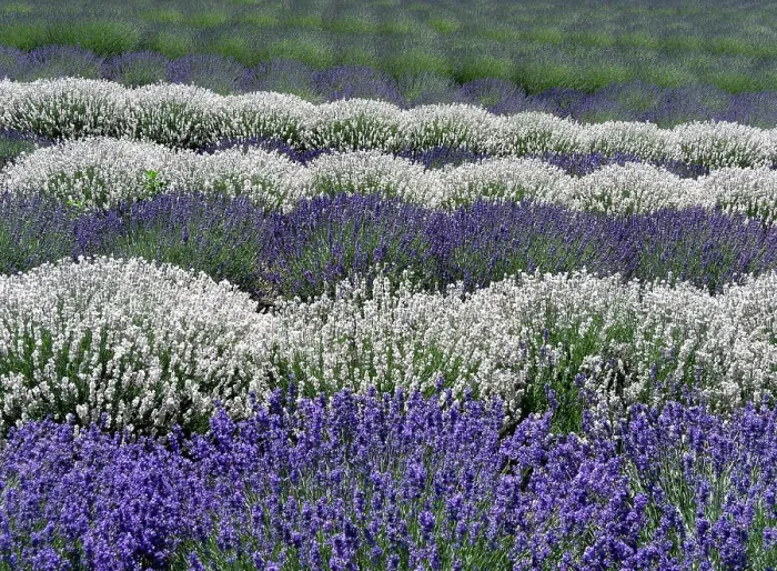 Framed Print : Lavender fields near the town of Zillah Framed Print : Lavender fields near the town of Zillah