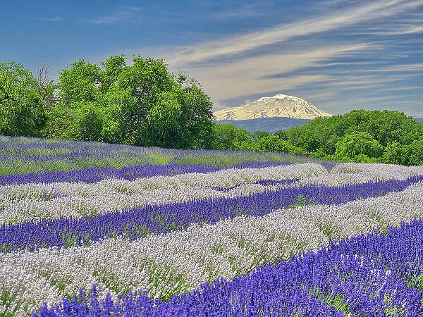 Lavender fields near the town of Zillah and a view of Mt. Adams