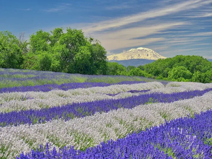 Framed Print : Lavender fields near the town of Zillah and a view of Mt. Adams