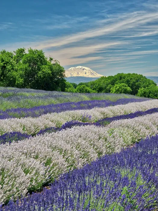 Framed Print : Lavender fields near the town of Zillah and a view of Mt. Adams Framed Print : Lavender fields near the town of Zillah and a view of Mt. Adams