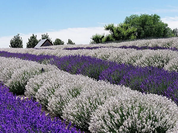 Lavender fields near the town of Zillah in the Yakima Valley