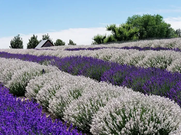 Framed Print : Lavender fields near the town of Zillah in the Yakima Valley