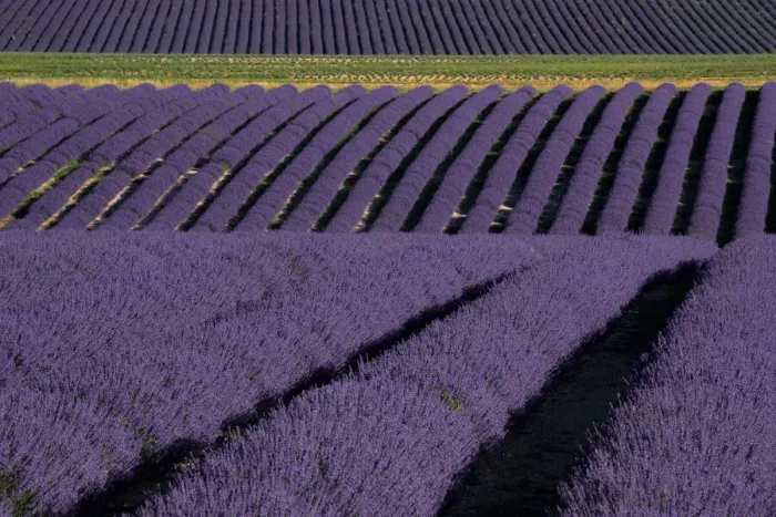 Framed Print : Lavender fields on Valensole Plain, Provence, Southern France Framed Print : Lavender fields on Valensole Plain, Provence, Southern France