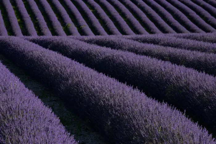 Framed Print : Lavender fields on Valensole Plain, Provence, Southern France Framed Print : Lavender fields on Valensole Plain, Provence, Southern France
