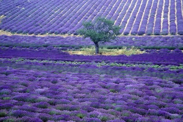 Lavender fields, Vence, Provence, France
