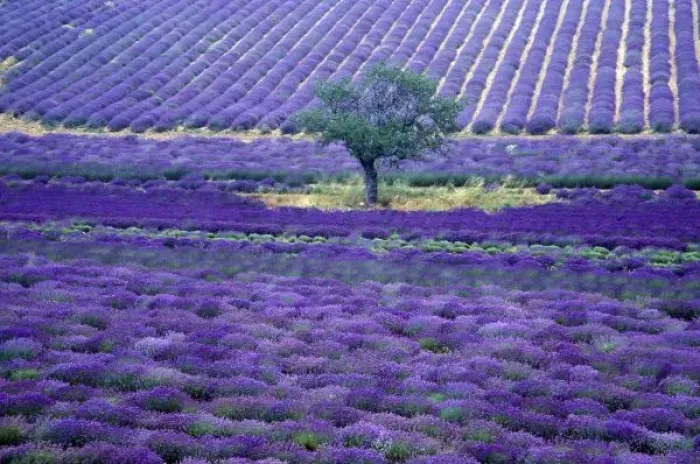 Framed Print : Lavender fields, Vence, Provence, France Framed Print : Lavender fields, Vence, Provence, France