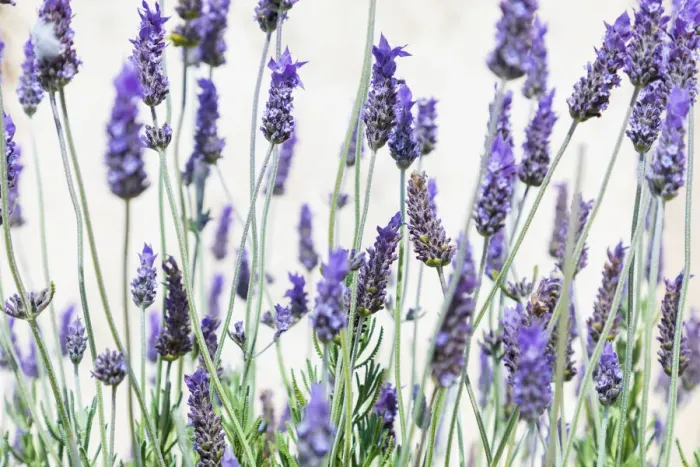 Framed Print : Lavender flowers on a white background