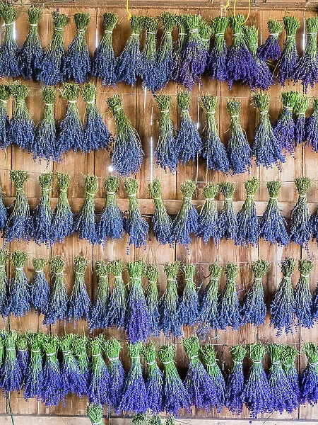 Lavender hanging in a shed to dry after picking at a lavender farm near Sequim, Washington State